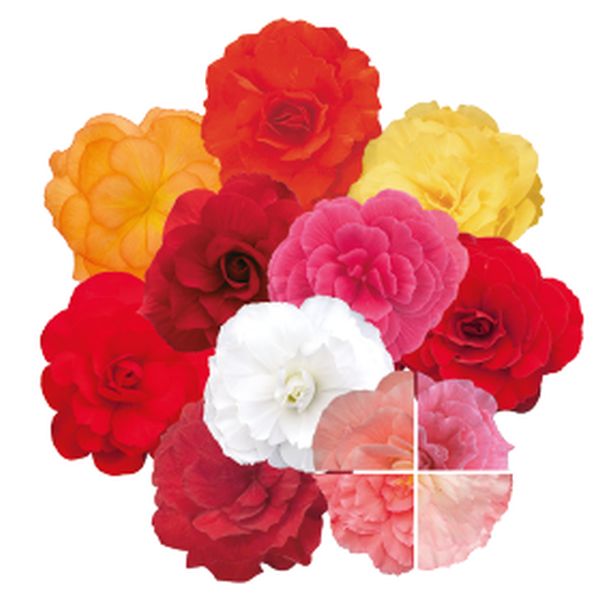 Насіння бегонії Нонстоп Мокка F1 суміш (mix) /100 насінин/ *Benary*