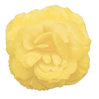 Бегонія Нонстоп F1 лемон (lemon) /100 насінин (драже)/ *Benary*