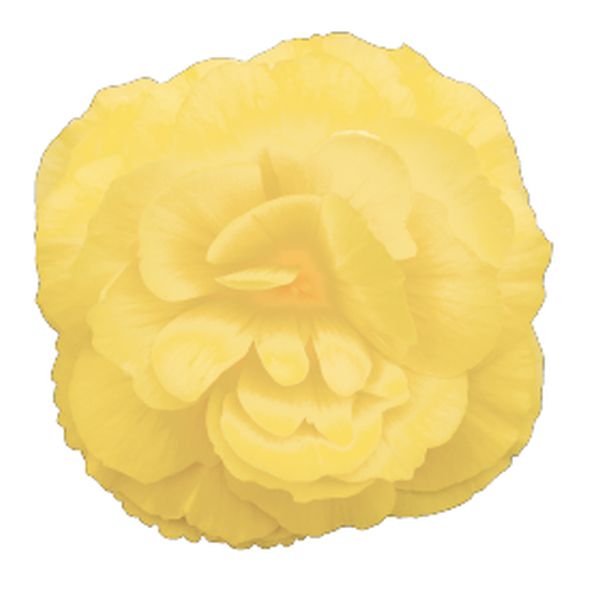 Семена бегонии Нонстоп F1 лемон (lemon) /100 семян (драже)/ *Benary*