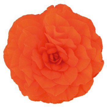 Бегонія Нонстоп F1 помаранчева (orange) /100 насінин (драже)/ *Benary*