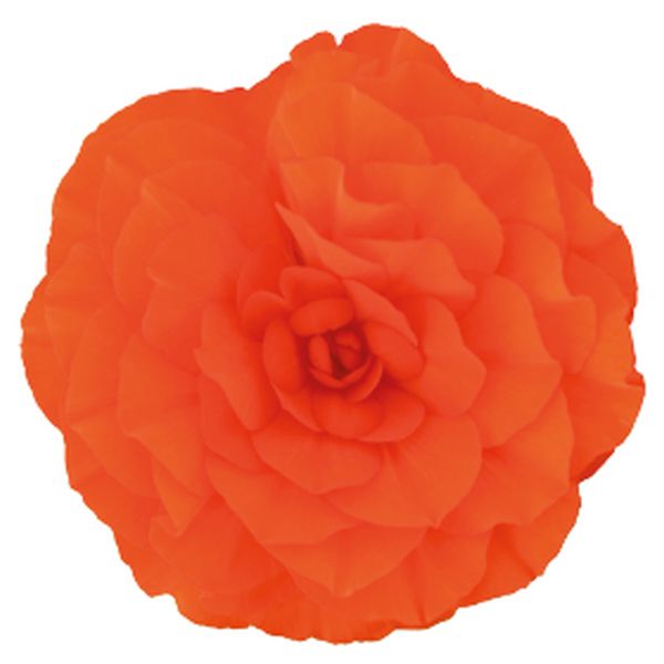 Насіння бегонії Нонстоп F1 помаранчева (orange) /100 насінин (драже)/ *Benary*