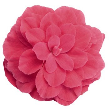 Бегонія Нонстоп F1 пінк (pink) /100 насінин (драже)/ *Benary*