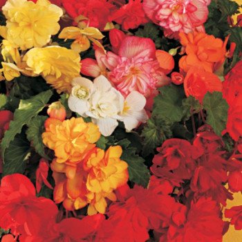 Бегонія Шансон F1 суміш (mix) /100 насінин/ *Cerny*