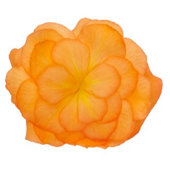 Бегонія Нонстоп Мокка F1 брайт оранж (Bright Orange) /100 насінин/ *Benary*