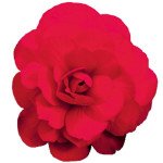 Бегонія Нонстоп Мокка F1 черрі (cherry) /100 насінин/ *Benary*