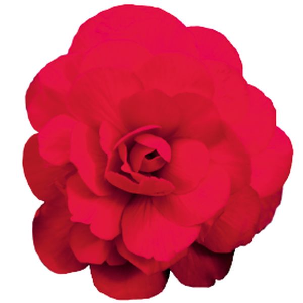 Семена бегонии Нонстоп Мокка F1 черри (cherry) /100 семян/ *Benary*