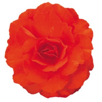 Бегонія Нонстоп Мокка F1 темно-помаранчева (deep orange) /100 насінин/ *Benary*