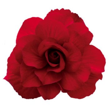 Бегонія Нонстоп Мокка F1 темно-червона (deep red) /100 насінин/ *Benary*