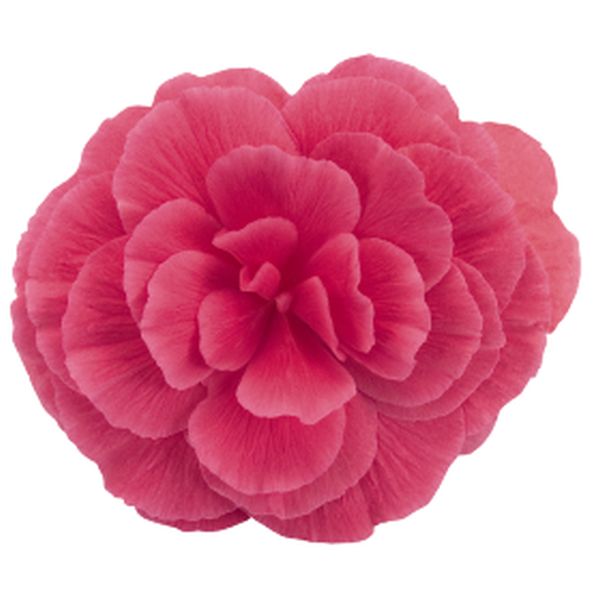 Семена бегонии Нонстоп Мокка F1 пинк шейдс (pink shades) /100 семян/ *Benary*