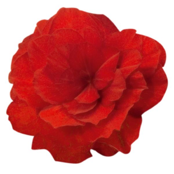 Насіння бегонії Нонстоп Мокка F1 скарлет (scarlet) /100 насінин/ *Benary*