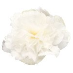 Бегония Нонстоп Мокка F1 белая (white) /100 семян/ *Benary*