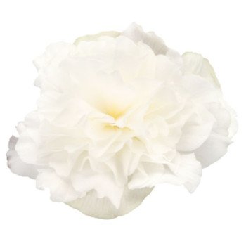 Бегонія Нонстоп Мокка F1 біла (white) /100 насінин/ *Benary*