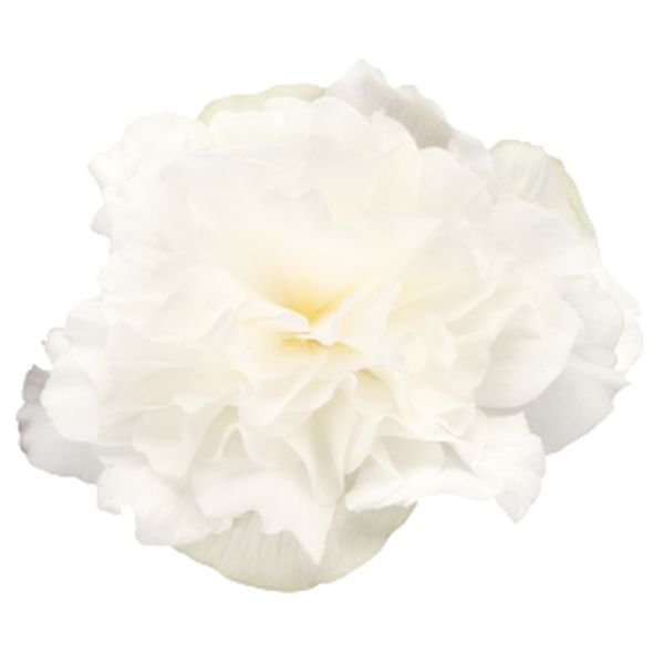 Семена бегонии Нонстоп Мокка F1 белая (white) /100 семян/ *Benary*