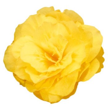 Бегонія Нонстоп Мокка F1 жовта (yellow) /100 насінин/ *Benary*