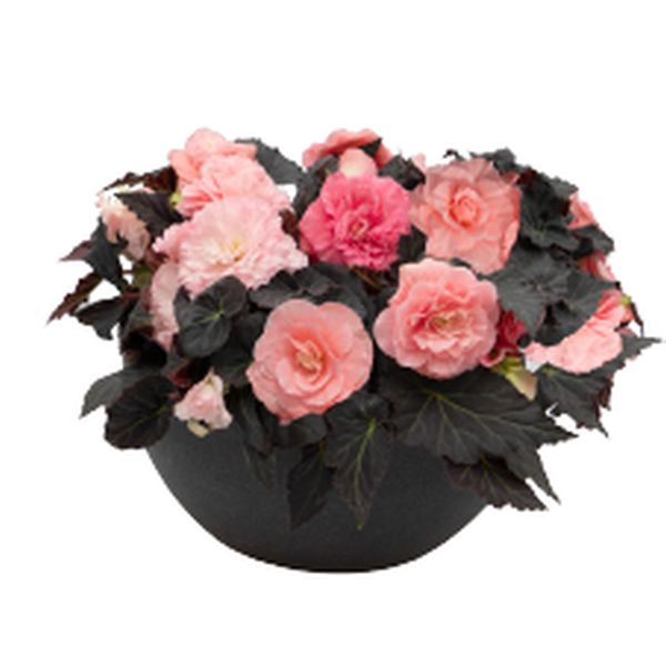 Семена бегонии Нонстоп Мокка F1 лайт пинк шейдс (light pink shades) /100 семян/ *Benary*