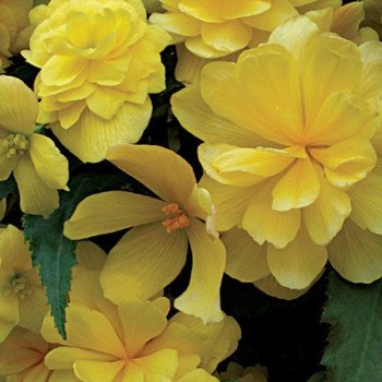 Бегонія Шансон F1 жовта (yellow) /100 насінин/ *Cerny*