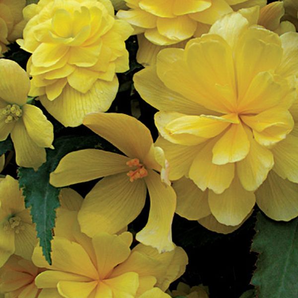 Семена бегонии Шансон F1 желтая (yellow) /100 семян/ *Cerny*