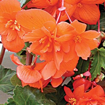 Бегонія Шансон F1 лососева (salmon) /100 насінин/ *Cerny*