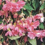 Бегония Шансон F1 пинк (pink) /100 семян/ *Cerny*