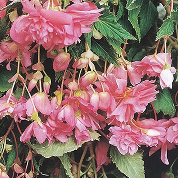 Семена бегонии Шансон F1 пинк (pink) /100 семян/ *Cerny*