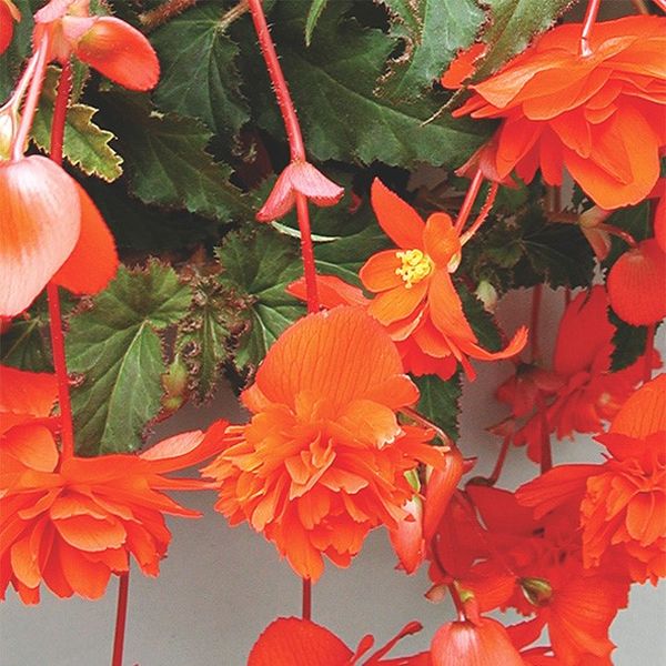 Насіння бегонії Шансон F1 помаранчева (orange) /100 насінин/ *Cerny*