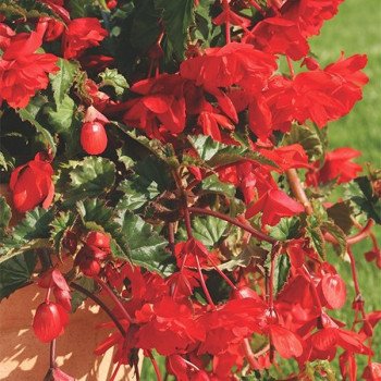 Бегонія Шансон F1 кліар ред (clear red) /100 насінин/ *Cerny*