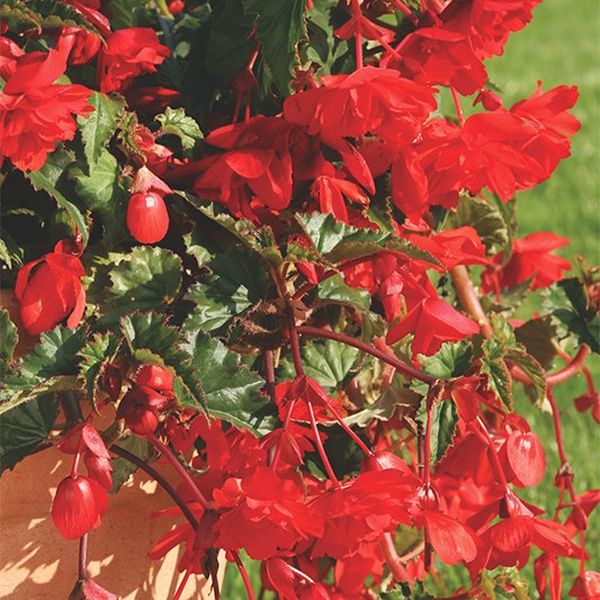 Семена бегонии Шансон F1 клиар ред (clear red) /100 семян/ *Cerny*