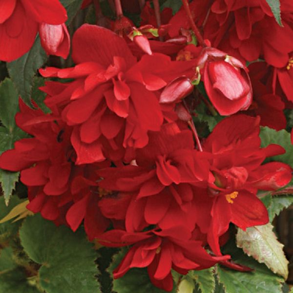 Семена бегонии Шансон F1 темно-красная (deep red) /100 семян/ *Cerny*