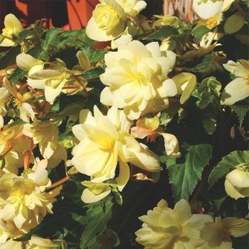 Бегонія Шансон F1 крімі єлов (creamy yellow) /100 насінин/ *Cerny*