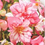 Бегония Шансон F1 биколор пинк-вайт (bicolour pink and white) /100 семян/ *Cerny*