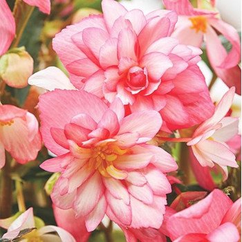 Бегонія Шансон F1 біколор пінк-вайт (bicolour pink and white) /100 насінин/ *Cerny*