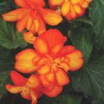 Бегонія Шансон F1 біколор оранж-єлов (bicolour orange and yellow) /100 насінин/ *Cerny*