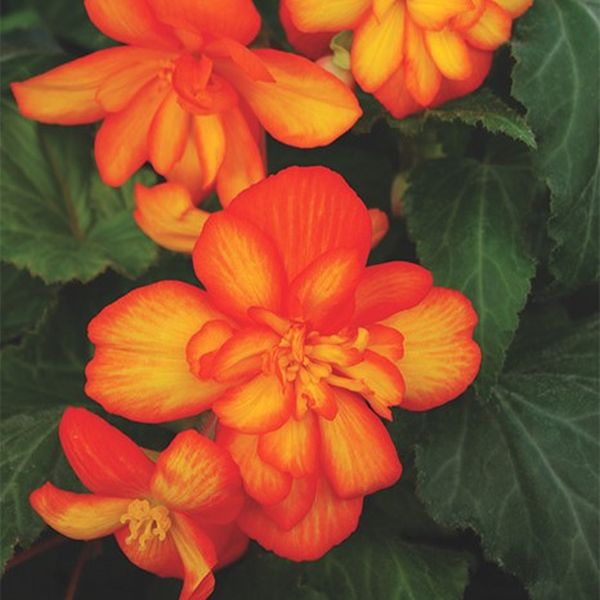 Насіння бегонії Шансон F1 біколор оранж-єлов (bicolour orange and yellow) /100 насінин/ *Cerny*