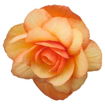 Бегонія Іллюмінейшен F1 апрікот шейдс (apricot shades) /100 насінин/ *Benary*