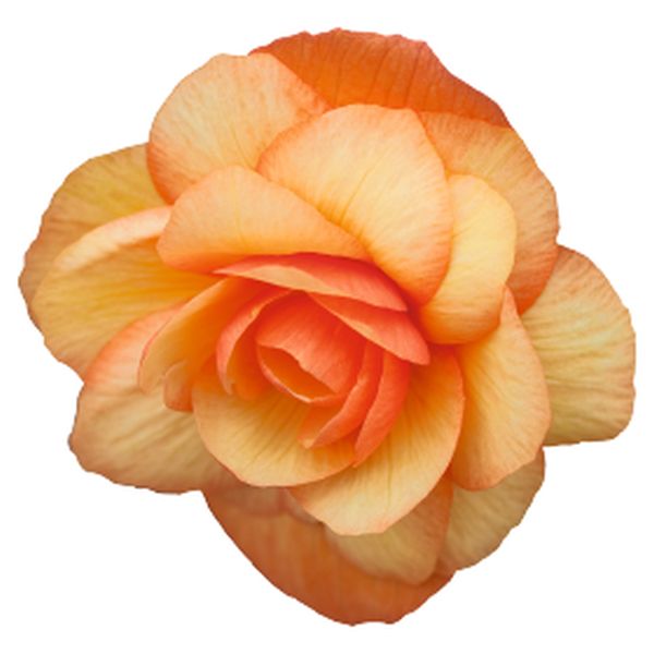 Семена бегонии Иллюминейшен F1 априкот шейдс (apricot shades) /100 семян/ *Benary*