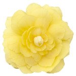 Бегония Иллюминейшен F1 лемон (lemon) /100 семян/ *Benary*