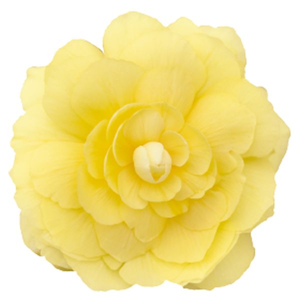 Семена бегонии Иллюминейшен F1 лемон (lemon) /100 семян/ *Benary*