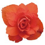 Бегония Иллюминейшен F1 оранжевая (orange) /100 семян/ *Benary*