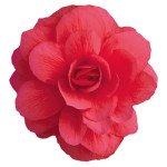Бегония Иллюминейшен F1 розовая (rose) /100 семян/ *Benary*