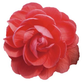 Бегония Иллюминейшен F1 салмон пинк (salmon pink) /100 семян/ *Benary*