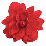 Бегония Иллюминейшен F1 скарлет (scarlet) /100 семян/ *Benary*