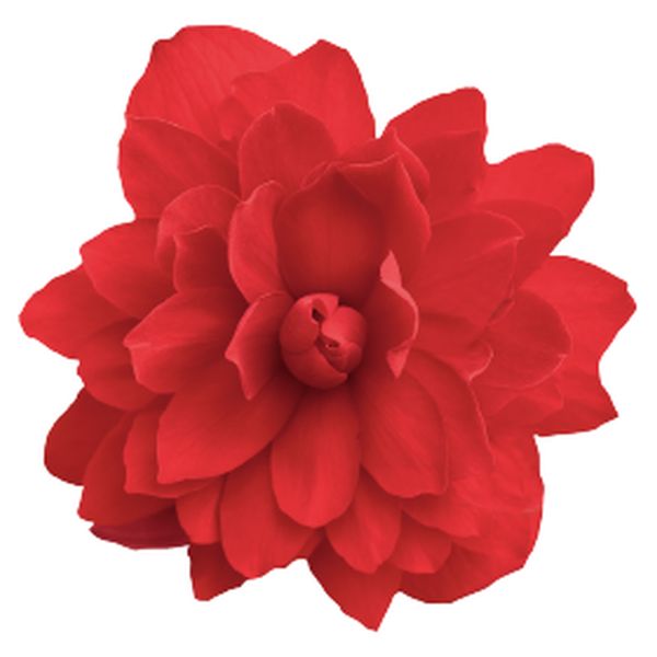 Семена бегонии Иллюминейшен F1 скарлет (scarlet) /100 семян/ *Benary*