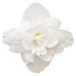 Бегония Иллюминейшен F1 белая (white) /100 семян/ *Benary*