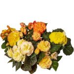 Бегонія Лімітлесс F1 сансет (sunset) /100 насінин (драже)/ *Syngenta*