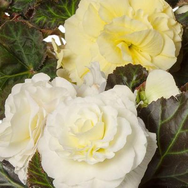 Семена бегонии Лимитлесс F1 криам шейдс (cream shades) /100 семян (драже)/ *Syngenta*