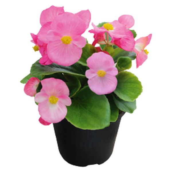 Насіння бегонії Супер Кул F1 пінк (pink) /1.000 насінин/ *Benary*