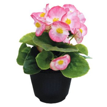 Бегонія Супер Кул F1 блаш (blush) /1.000 насінин/ *Benary*