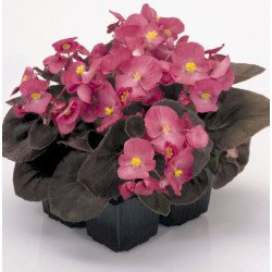 Бегонія Найтлайф F1 темно-рожева (deep rose) бронзовий лист /200 насінин/ *Benary*