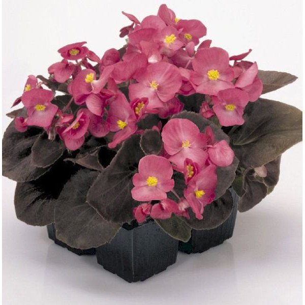 Насіння бегонії Найтлайф F1 темно-рожева (deep rose) бронзовий лист /200 насінин/ *Benary*