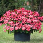 Бегония Биг Делюкс F1 розовая (rose) зеленый лист /50 семян/ *Benary*